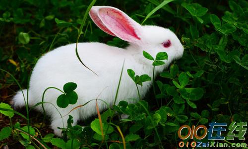 关于小白兔的英语作文
