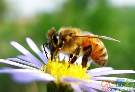 蜜蜂是如何采蜜的作文