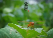 處暑節(jié)氣詩詞