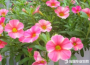 養(yǎng)花原文以及賞析 老舍
