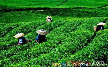 茶叶生产开发的可行性研究报告