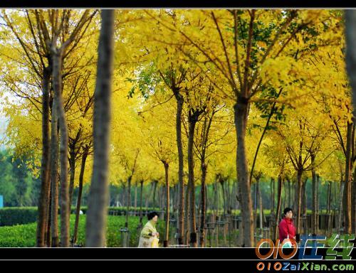 秋天的杨树图片大全