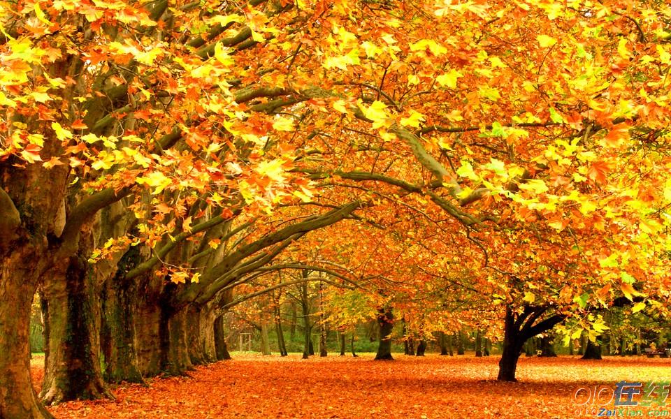 马路边秋天的树叶图片