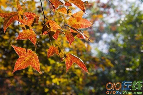 马路边秋天的树叶图片
