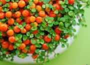 英語(yǔ)作文：My Favourite Fruit