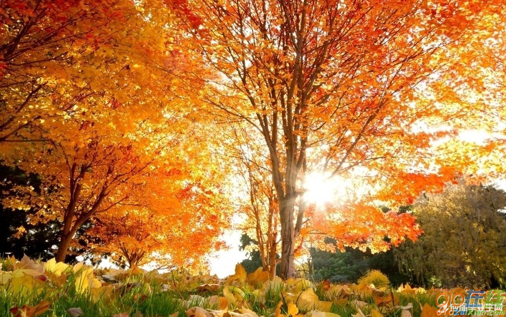 描写秋天的树的句子