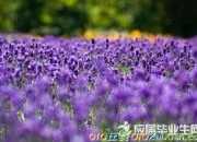 《從岐王過楊氏別業(yè)應教》王維唐詩鑒賞