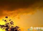 王維詩歌“詩中有畫”的藝術特色