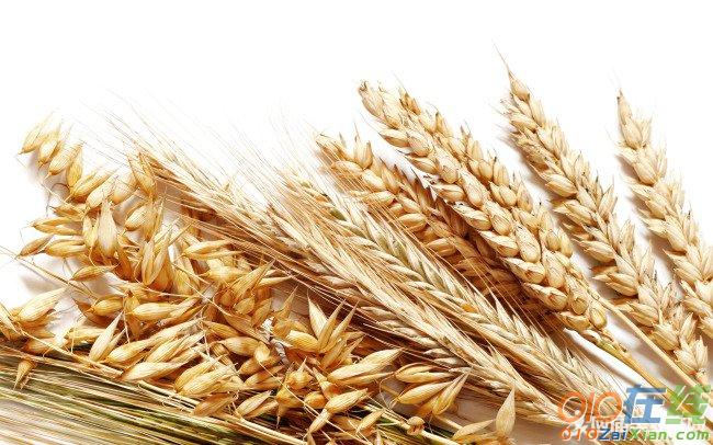 小麦的自我介绍作文400字