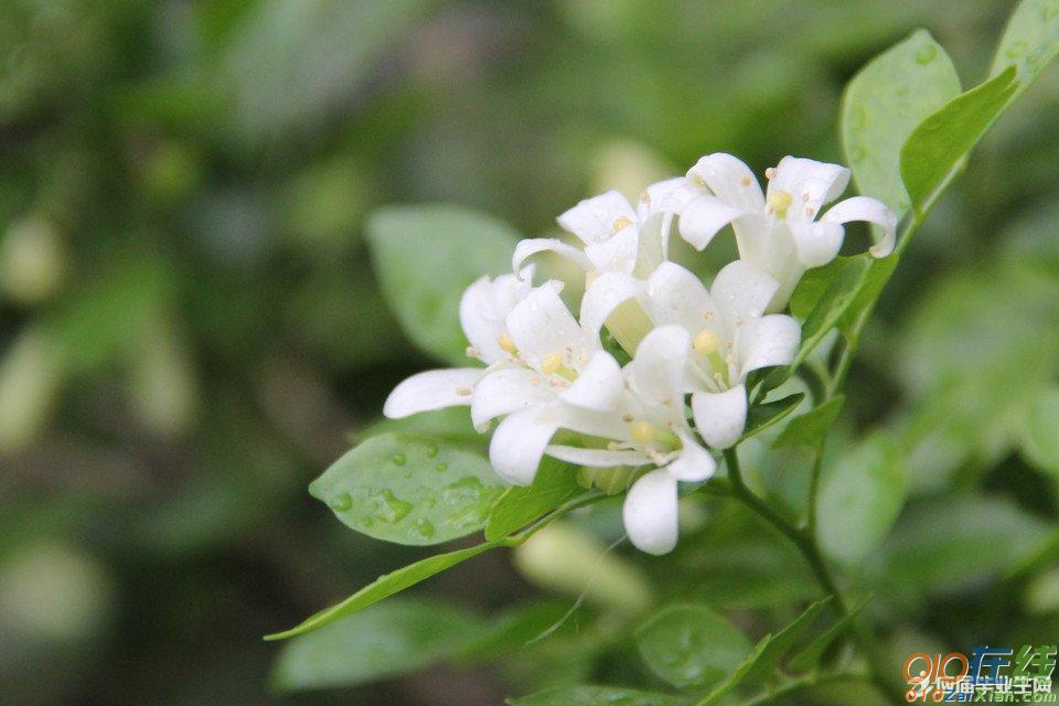 季羡林：夜来香花开的声音