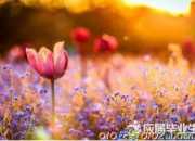 早安正能量心語帶圖片