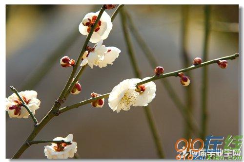 春暖花开踏青优美句子