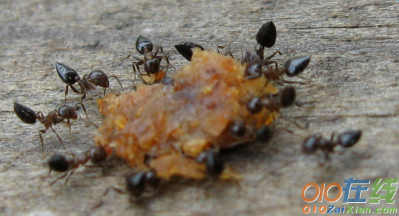 一年级观察小蚂蚁的作文