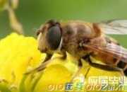 蜜蜂像什么拟人句