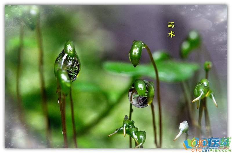 节气雨水的图片