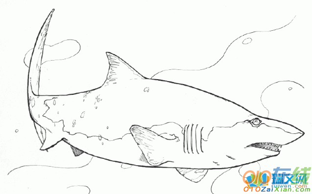 鲨鱼图片卡通简笔画