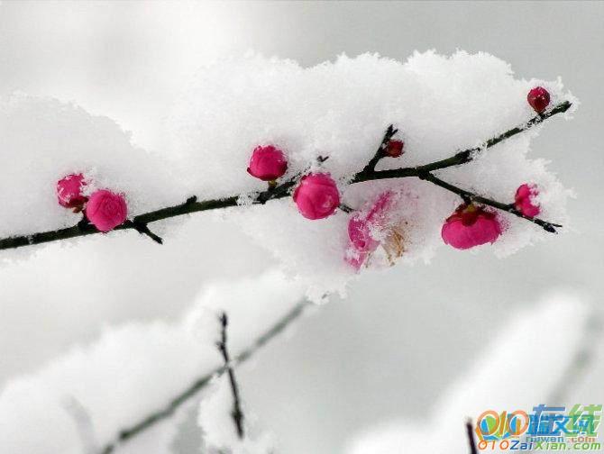 下雪的唯美图片