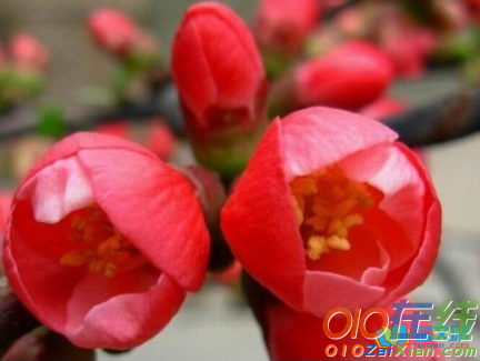 红腊梅花图片