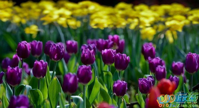 紫郁金香图片和花语