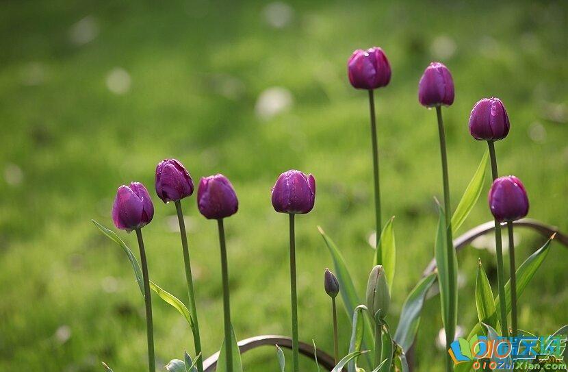 紫郁金香图片和花语