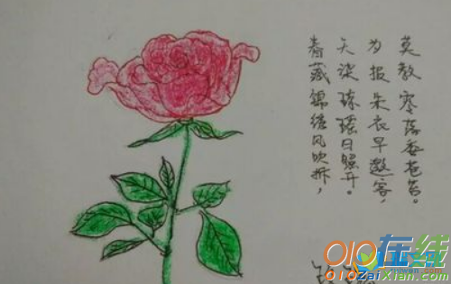 玫瑰花束图片简笔画