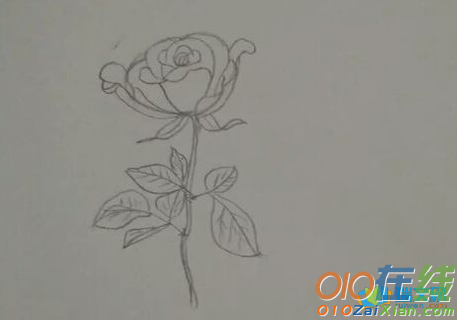 玫瑰花花束图片简笔画