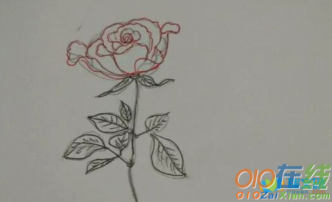 玫瑰花花束图片简笔画
