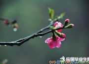 古詩(shī)春雨的意思