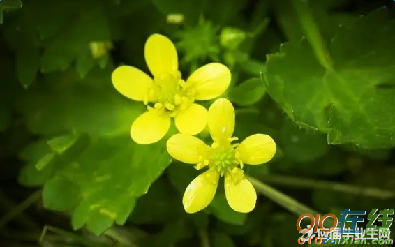 写一首描写夏天的古诗