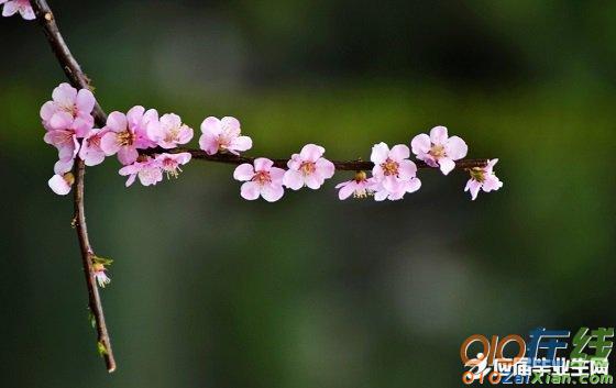 写桃花的古典诗词