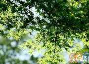 描寫家鄉(xiāng)的夏天的優(yōu)美段落50字