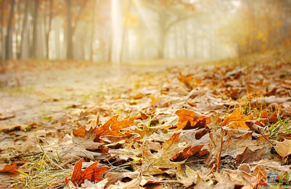 下面小编给大家分享一些形容秋天风景的唯美句子,大家快来跟小编一起