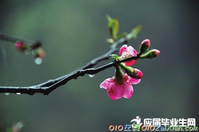 春雨古诗的意思是什么