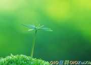優美段落句子摘選