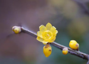 經(jīng)典美文賞析：愿你安好