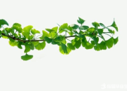 環境整治綠色校園的標語