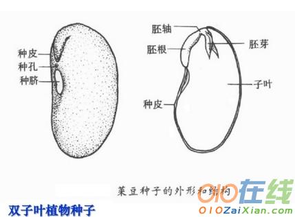 有性生殖教学课件