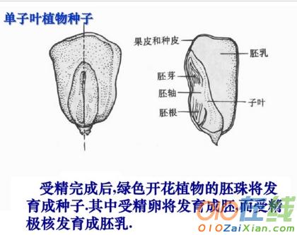 有性生殖教学课件