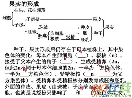 有性生殖教学课件