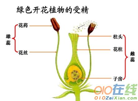 有性生殖教学课件