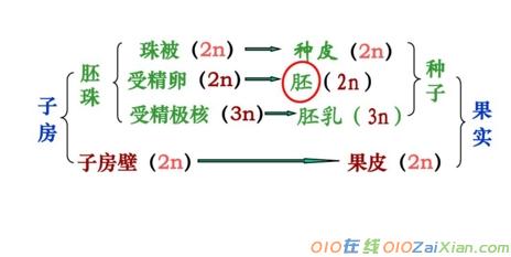 有性生殖教学课件