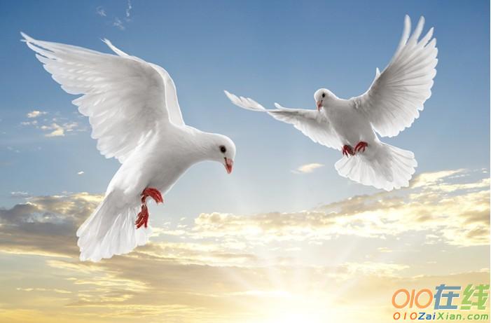 放飞和平之鸽教学课件