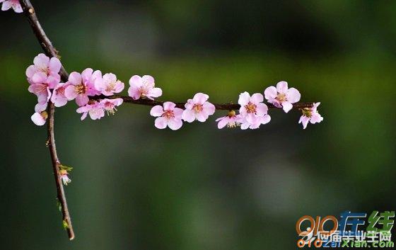 写桃花的诗句摘抄