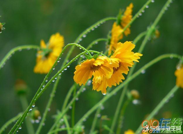 描写雨后的夏天景物的段落200字