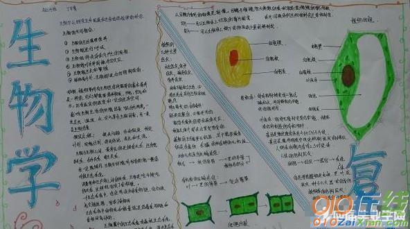 生物手抄报内容资料摘录