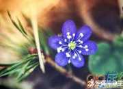 愛情的表白名詩詞