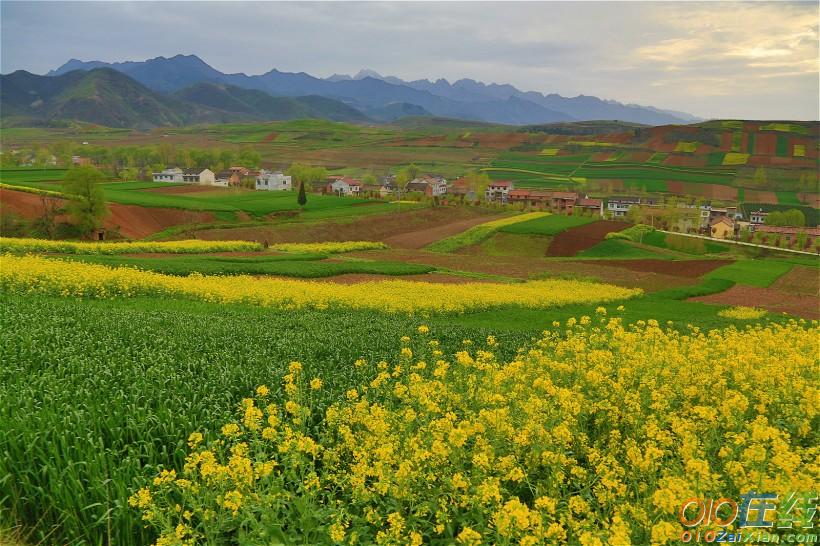 西安鲍旗寨村油菜花图片