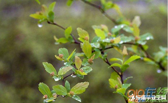 赞美春雨的段落