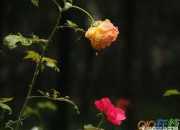 老舍散文《養花》的讀后感