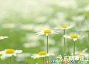 季羨林名言名句
